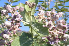 Calotropis gigantea